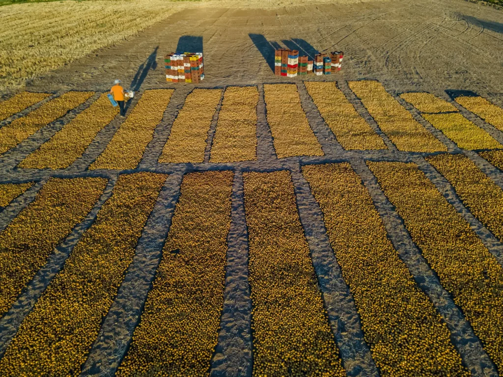 Scenic view of apricot harvest and drying in Malatya city in Turkey